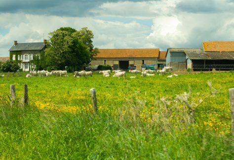 Vaches ©Léa Dennez - Loire en Berry