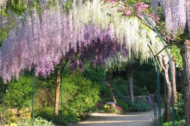 Allée des glyicnes ©Parc Floral d'Apremont