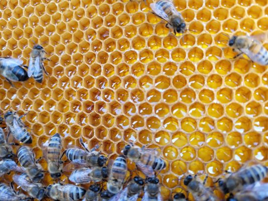 ABEILLES A LA FERME DES CINQ TERRES © Elise Besse-Joulin