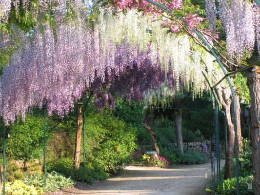 Allée des glyicnes ©Parc Floral d'Apremont