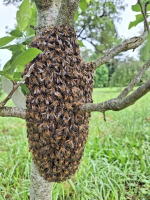 CUEILLEURS D'ESSAIMS D'ABEILLES A LA FERME DES CINQ TERRES © Elise Besse-Joulin