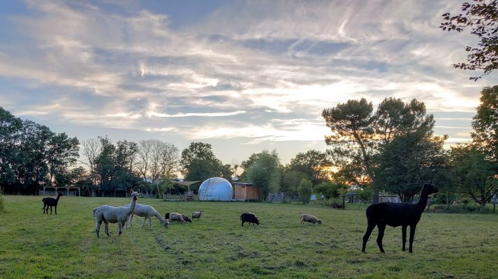 Dans le pré des Alpagas © van Hoof