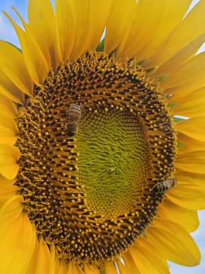 FLEUR TOURNESOL MIEL D'ETE LA FERME DES CINQ TERRES © Elise Besse-Joulin