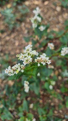 Fleur de sarrasin, cultivé en bio à La Ferme des Cinq Terres © Elise Besse-Joulin