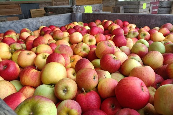 Les Pommes © Le Verger des Chaumes