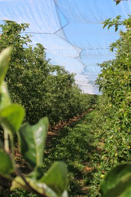 Le Verger des Murailles-Pommes © Loire en Berry