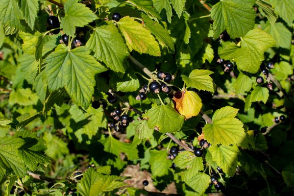 Le Verger des Murailles-Cassis © Loire en Berry