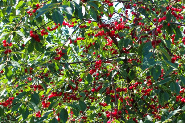 Le Verger des Murailles-Cerises © Loire en Berry