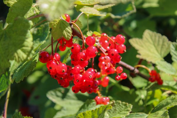 Le Verger des Murailles-Groseilles © Loire en Berry