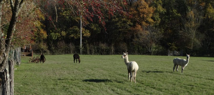 Les Alpagas dans le pré © van Hoof