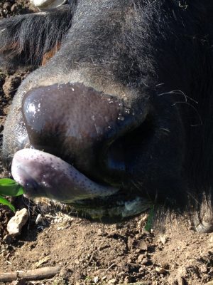 Les Bufflonnes du Berry  © GAEC B&B