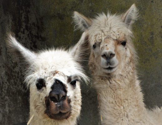 Les copains Alpagas, Haarie et Nol © van Hoof