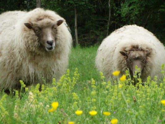 Les moutons dans le pré © van Hoof