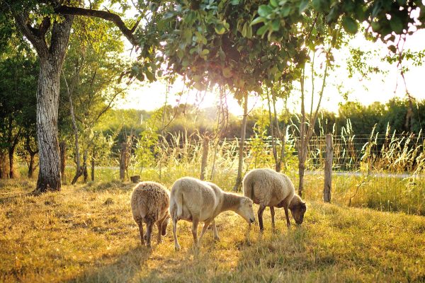 Les moutons dans le pré au coucher de soleil © van Hoof