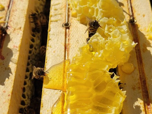 MIEL D'ETE A LA RECOLTE A LA FERME DES CINQ TERRES © Elise Besse-Joulin
