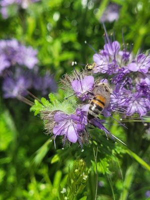 Abeille sur fleur de phacélie, miel "La Délicate" © Elise Besse-Joulin