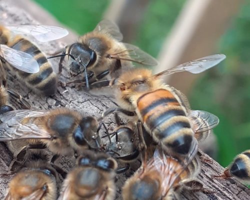 abeilles © Jean ALLIBERT