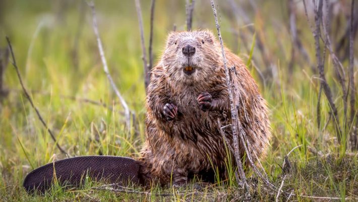 castor © © INSTANT NATURE