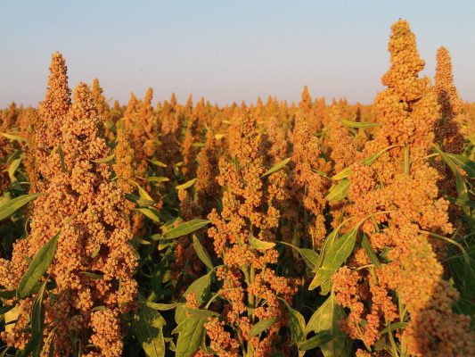 quinoa © Marion Breteau
